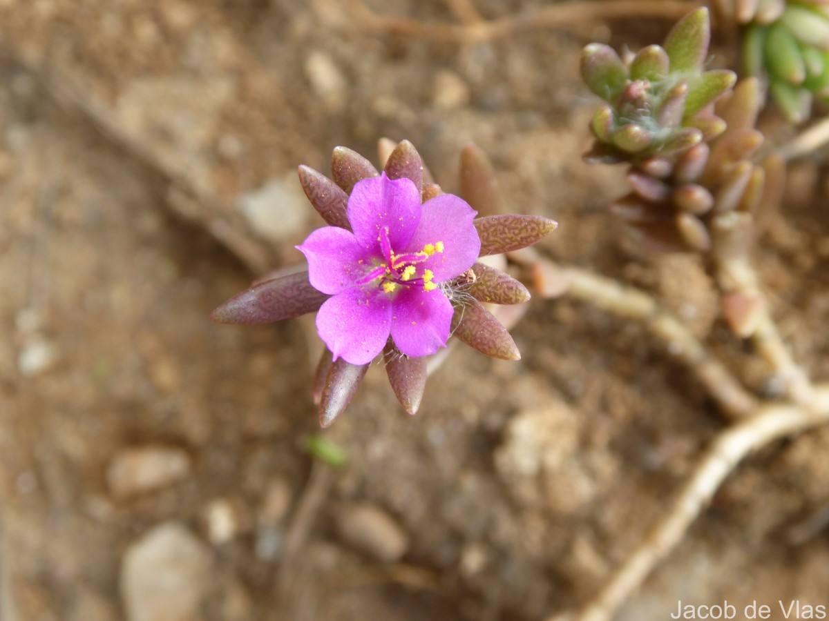 Portulaca pilosa L.